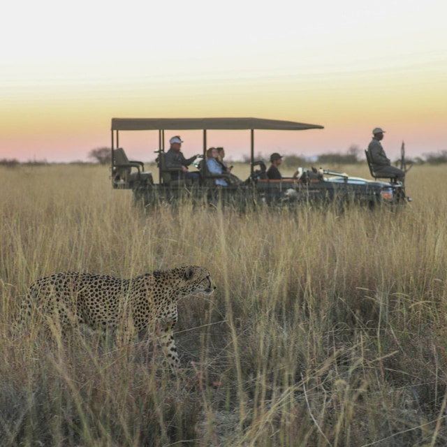 Safaris