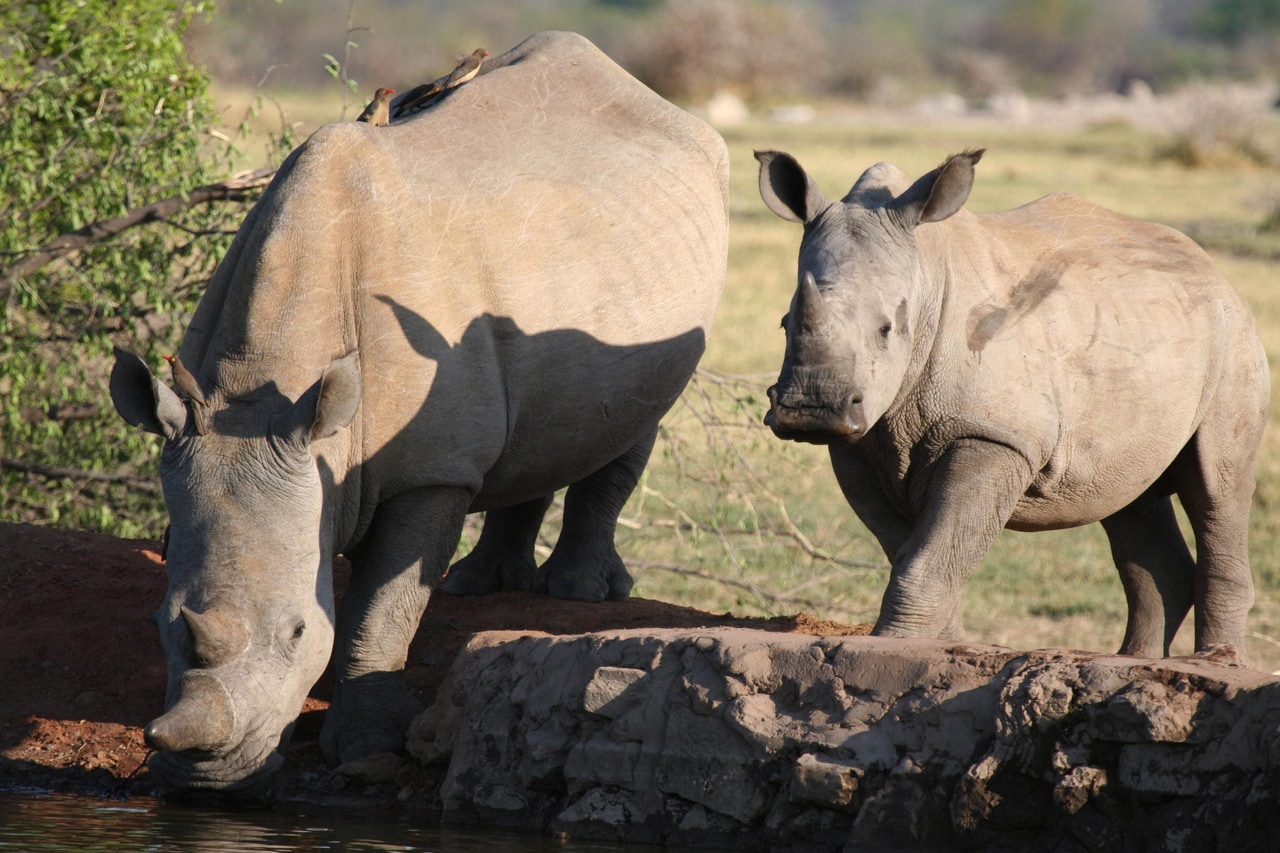 Rhino in Madikwe Game Reserve