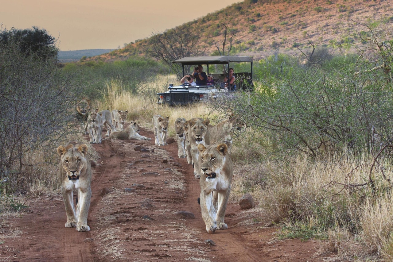 Lion in Madikwe Game Reserve
